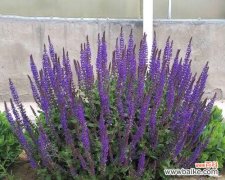 探寻蓝花鼠尾草的深层含义 蓝花鼠尾草的花语与寓意