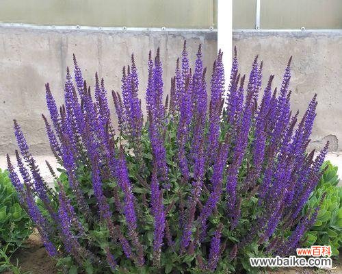 探寻蓝花鼠尾草的深层含义 蓝花鼠尾草的花语与寓意