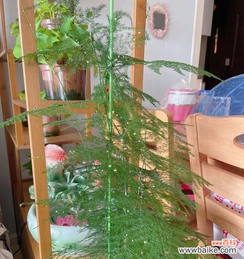 文竹的由来是什么?它的花语有哪些含义?