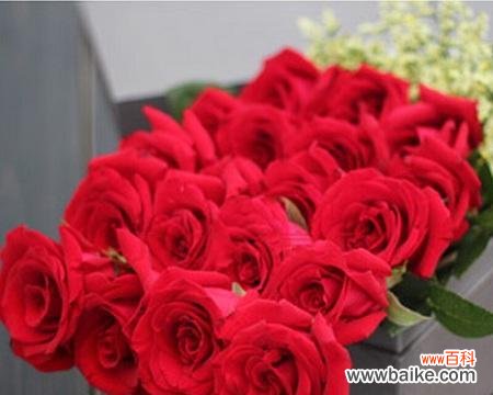 100朵玫瑰代表什么意思？100朵玫瑰花语详细解读？