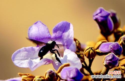 梧桐花代表什么意思？梧桐花的象征意义有哪些？