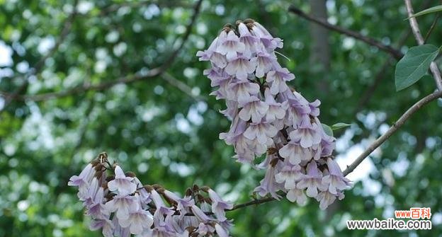 梧桐花代表什么意思？梧桐花的象征意义有哪些？