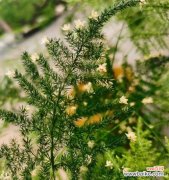 文竹开花的寓意是什么？养几根文竹最好？