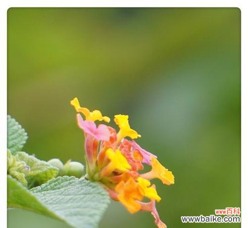 五色梅的花语是什么?五色梅代表的含义有哪些?