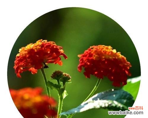 五色梅的花语是什么?五色梅代表的含义有哪些?