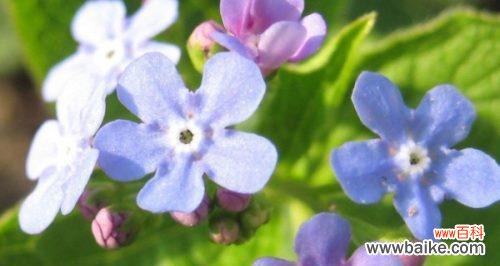 勿忘我的花语是什么意思？如何表达永恒的爱和浓情厚谊？