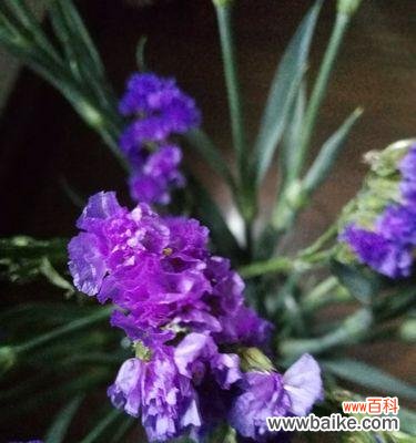 勿忘我的花语是什么意思？如何表达永恒的爱和浓情厚谊？