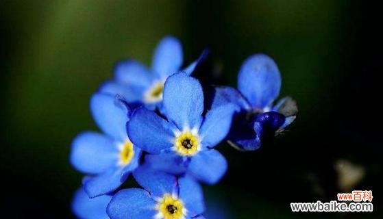 勿忘我花的含义是什么？它在花语中代表什么意义？