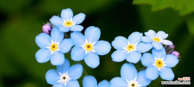 勿忘我花的含义是什么？它在花语中代表什么意义？