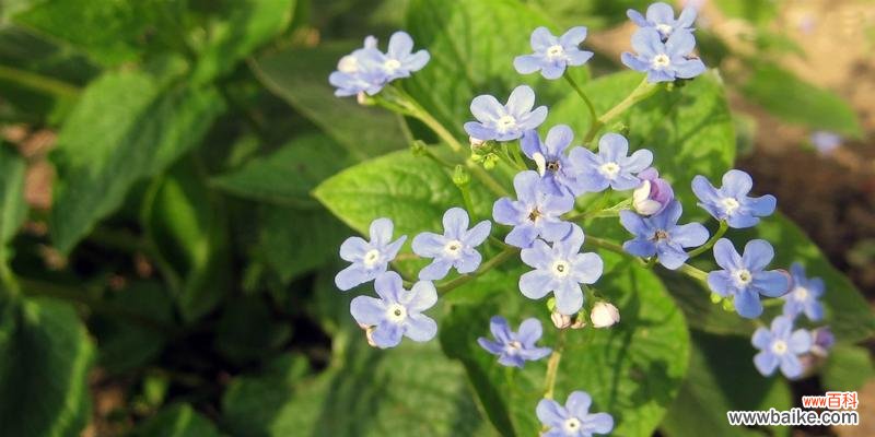 勿忘我花的含义是什么？它在花语中代表什么意义？