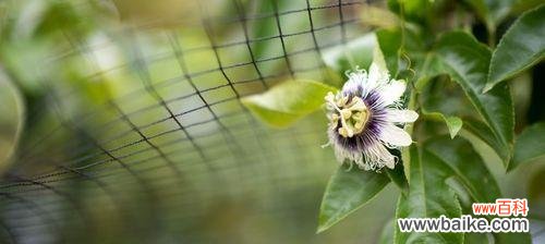 西番莲的花语是什么？有哪些关于它的传说故事？