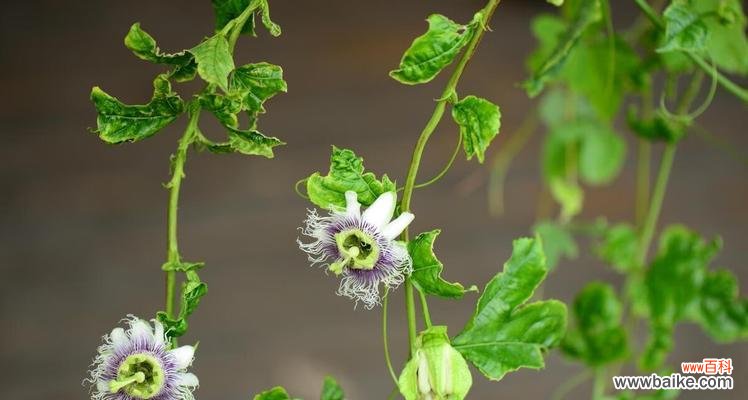 西番莲的花语是什么？有哪些关于它的传说故事？