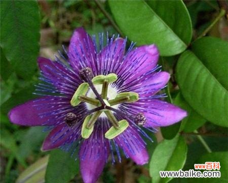 西番莲的花语是什么？有哪些关于它的传说故事？