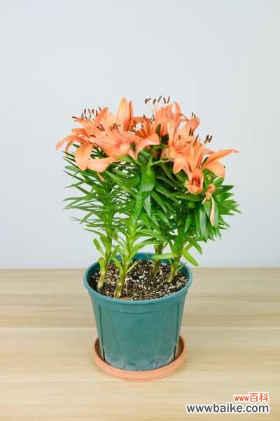 百合花叶子发黄掉落是什么原因