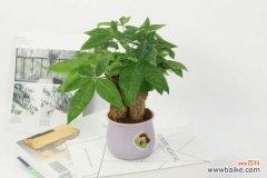 发财树叶子发黄下垂怎么办