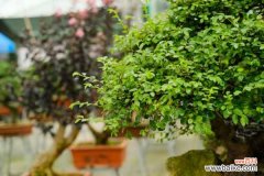 榆树的主要虫害及其防治