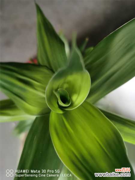 富贵竹冬天叶子发黄怎么解决