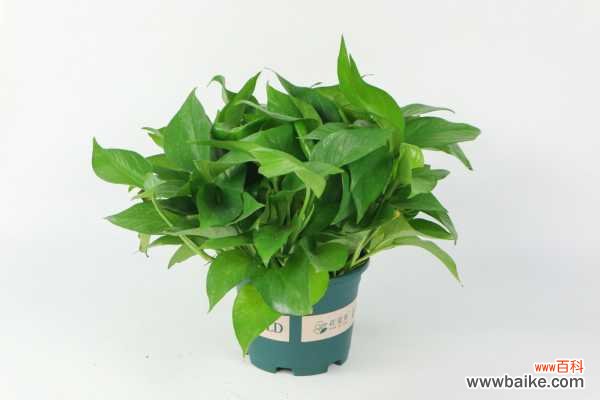 室内绿萝叶子变黄怎么办