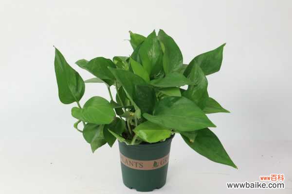 室内绿萝叶子变黄怎么办