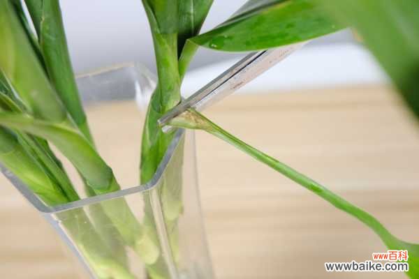 富贵竹黄叶子需剥掉吗