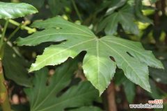 八角金盘常见虫害及其防治