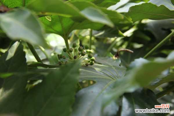 八角金盘常见虫害及其防治