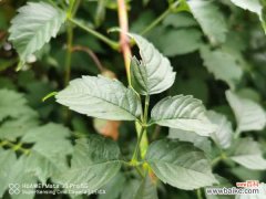 凌霄花冬季大量掉叶怎么办，冬季需要修剪吗