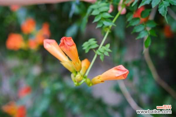 凌霄花叶子有黑斑怎么治,叶子一碰就掉