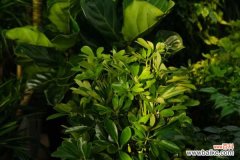 鸭掌木冬天掉叶子怎么办，为什么掉叶