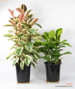 橡皮树长得太高怎么办，怎么修剪