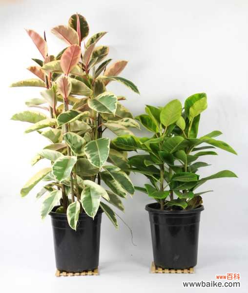 橡皮树长得太高怎么办,怎么修剪