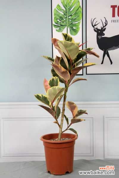 橡皮树长得太高怎么办,怎么修剪