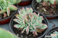 多肉化水是什么原因，怎么补救