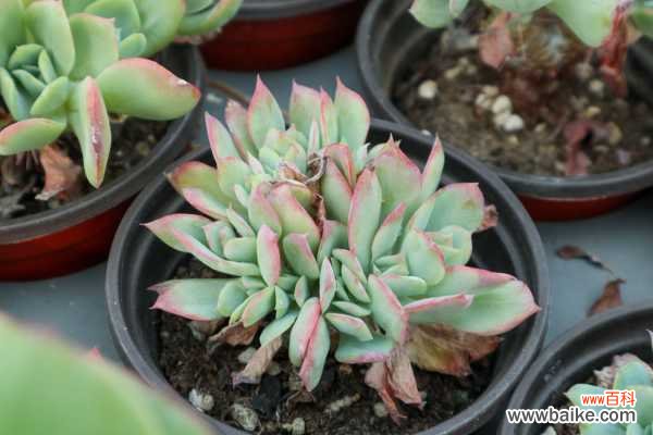 多肉化水是什么原因,怎么补救