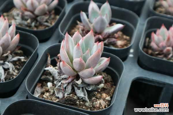 多肉化水是什么原因,怎么补救