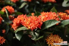 龙船花掉叶子怎么回事，怎么办