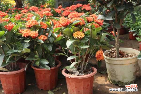 龙船花掉叶子怎么回事，怎么办