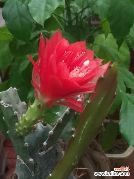 令箭荷花叶子软怎么办,叶子发蔫是怎么回事