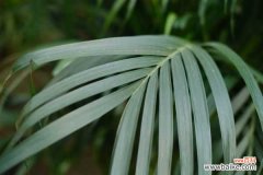 散尾葵叶子干枯原因，干枯后怎么处理