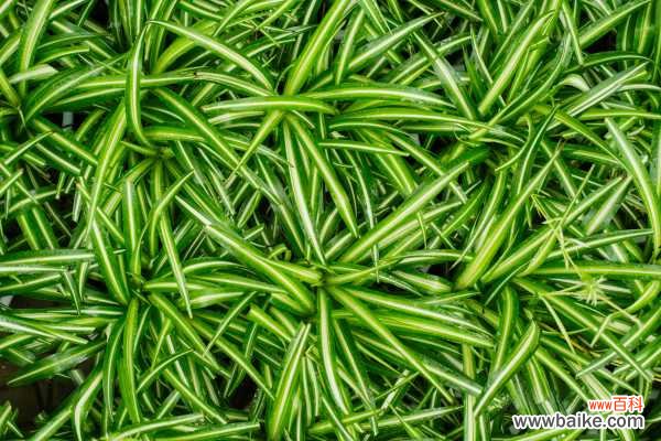 口红吊兰掉叶子怎么回事，怎么办