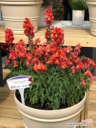 金鱼草不开花怎么办，怎么养爆盆