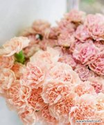 揭示康乃馨的花语和文化内涵 康乃馨