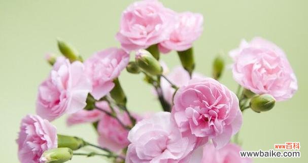 探寻康乃馨所传递的情感和象征 康乃馨花语的深刻含义