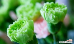 探寻康乃馨所传递的情感和象征 康乃馨花语的深刻含义