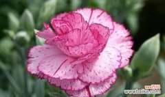 美丽的康乃馨花开放着爱与坚持 康乃馨