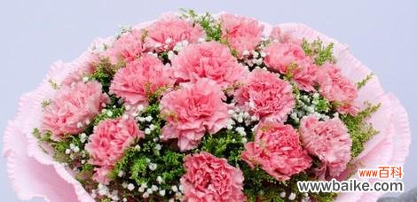 用康乃馨传递爱与勇气 康乃馨