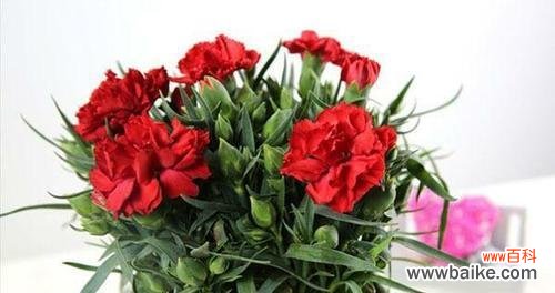 美丽与坚韧并存的花卉 康乃馨的含义及象征意义