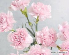 康乃馨花的浪漫与感恩 康乃馨花的寓意和象征意义