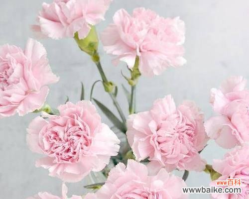 康乃馨花的浪漫与感恩 康乃馨花的寓意和象征意义