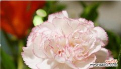 用康乃馨诉说爱情与感激之情 康乃馨花语与美丽情感的传递